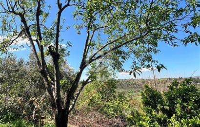 Doğanın Kalbinde Saklı Bir Cennet: Modern ve Masalsı Kiralık Ev