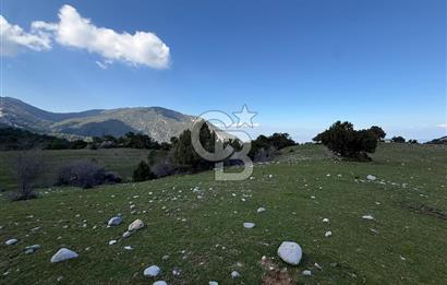 Manisa Ayvacık'ta Ana Yola Yakın 5664m² Elmalık Satılık Tarla