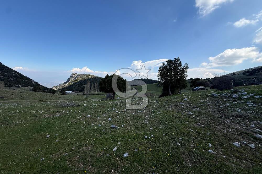 Manisa Ayvacık'ta Ana Yola Yakın 5664m² Elmalık Satılık Tarla