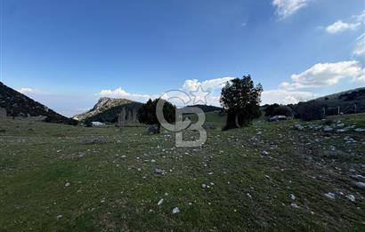 Manisa Ayvacık'ta Ana Yola Yakın 5664m² Elmalık Satılık Tarla