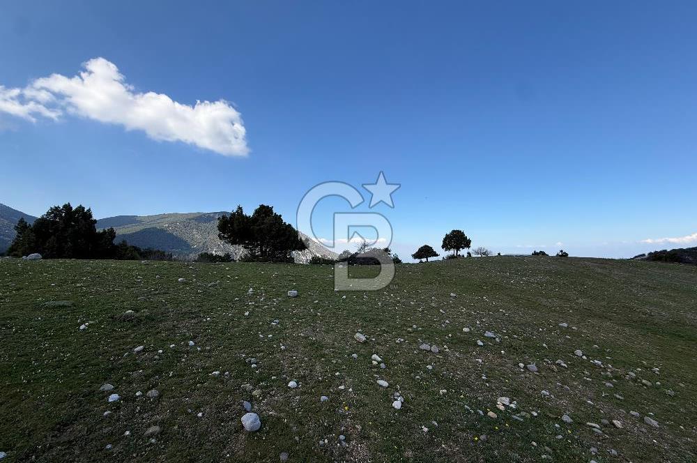 Manisa Ayvacık'ta Ana Yola Yakın 5664m² Elmalık Satılık Tarla