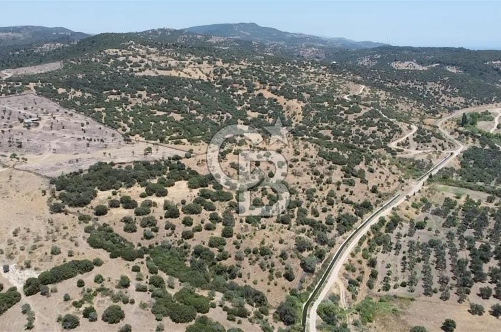 ÇANAKKALE AYVACIK BEHRAMKALE SATILIK TARLA 25.234 m2