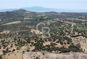 ÇANAKKALE AYVACIK BEHRAMKALE SATILIK TARLA 25.234 m2 - 1 - 343070