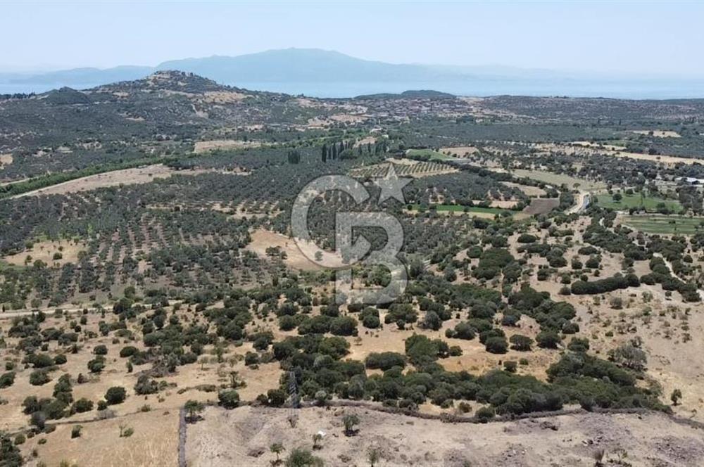 ÇANAKKALE AYVACIK BEHRAMKALE SATILIK TARLA 25.234 m2