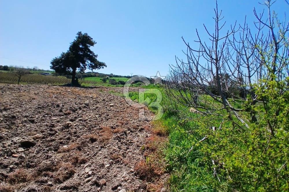 LAPSEKİ SULUCA DENİZ MANZARALI 5029 M2 SATILIK ARAZİ