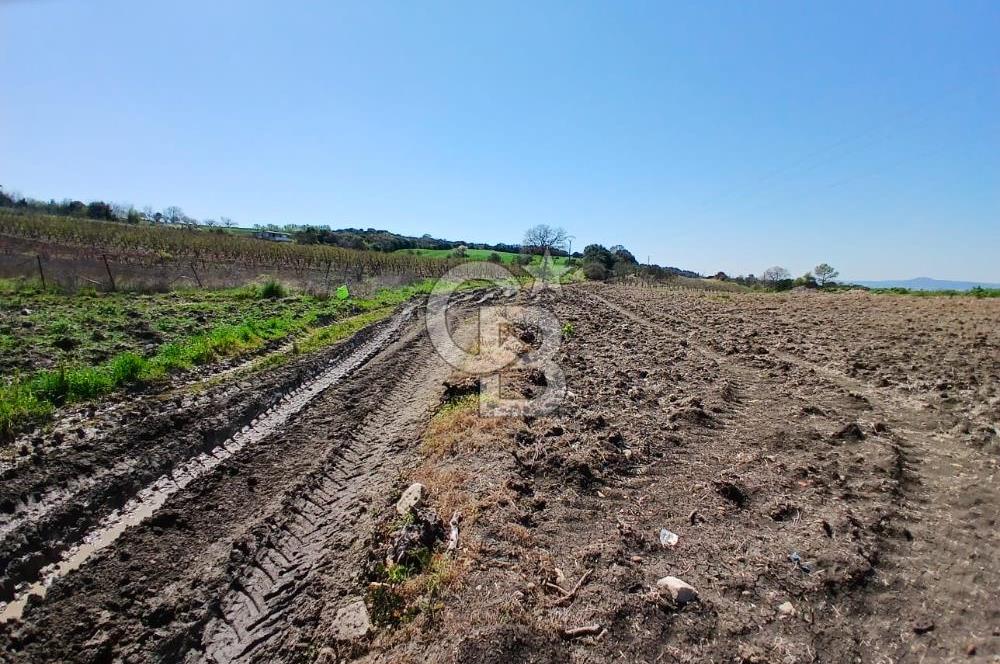 LAPSEKİ SULUCA DENİZ MANZARALI 5029 M2 SATILIK ARAZİ