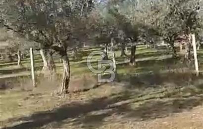 İzmir Torbalı Çapak