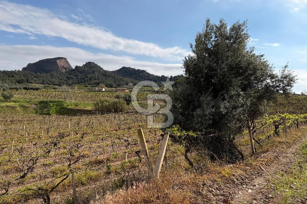 Salihli Mersindere Satılık Üzüm Bağı