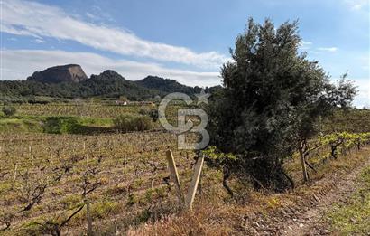 Salihli Mersindere Satılık Üzüm Bağı