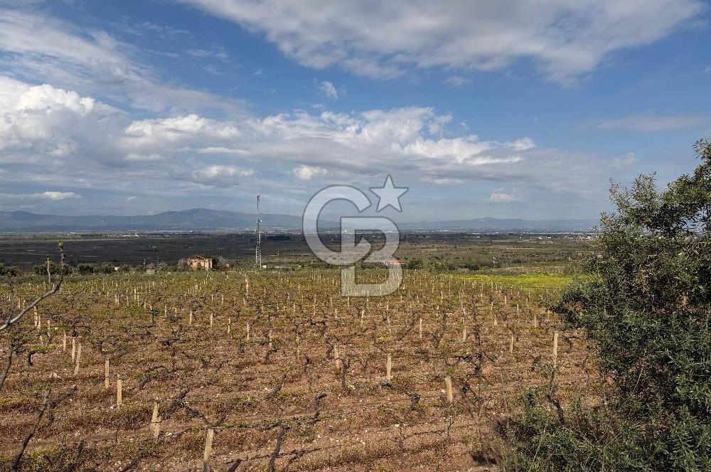 Salihli Mersindere Satılık Üzüm Bağı