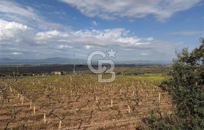 Salihli Mersindere Satılık Üzüm Bağı