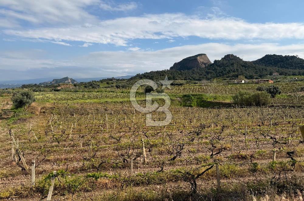 Salihli Mersindere Satılık Üzüm Bağı