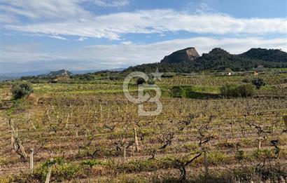 Salihli Mersindere Satılık Üzüm Bağı