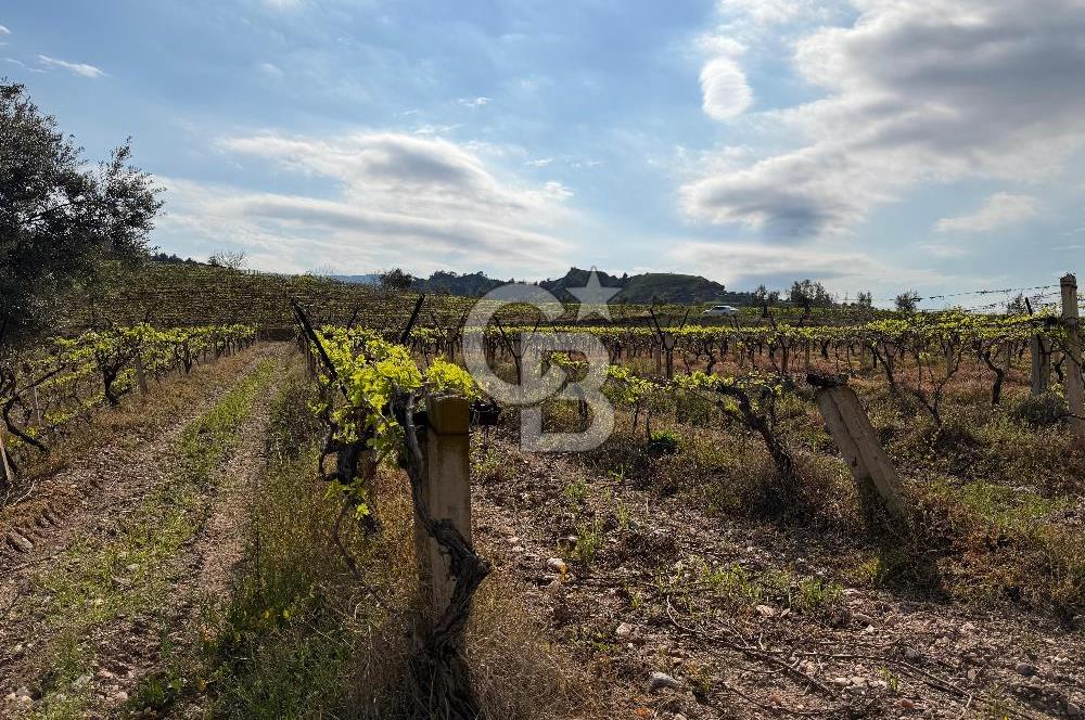 Salihli Mersindere Satılık Üzüm Bağı