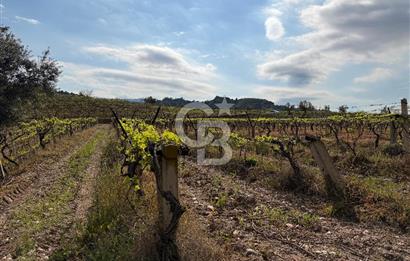 Salihli Mersindere Satılık Üzüm Bağı
