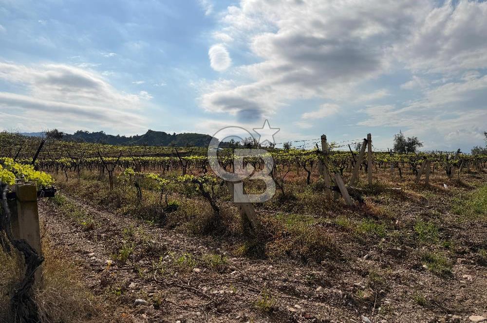 Salihli Mersindere Satılık Üzüm Bağı