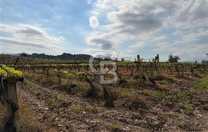 Salihli Mersindere Satılık Üzüm Bağı
