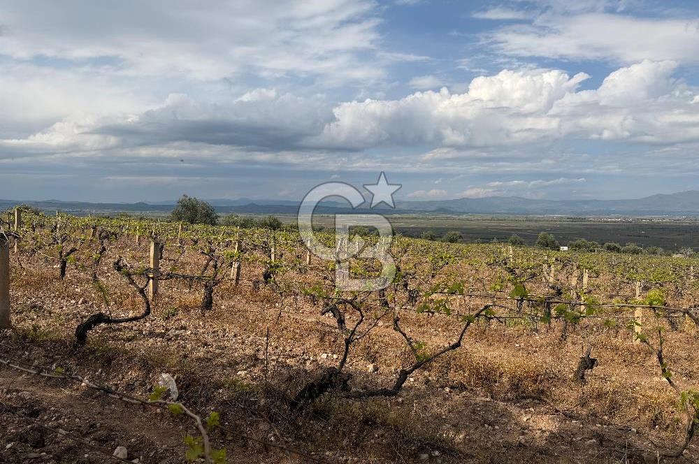 Salihli Mersindere Satılık Üzüm Bağı