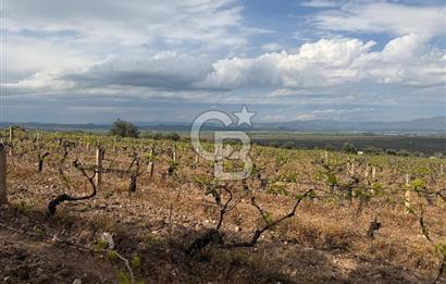 Salihli Mersindere Satılık Üzüm Bağı