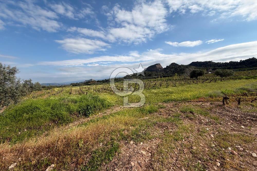 Salihli Mersindere Satılık Üzüm Bağı