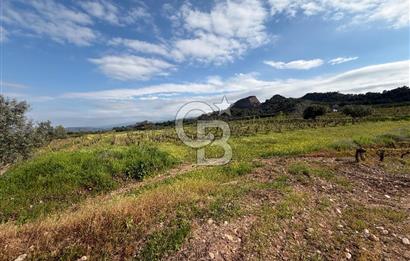 Salihli Mersindere Satılık Üzüm Bağı