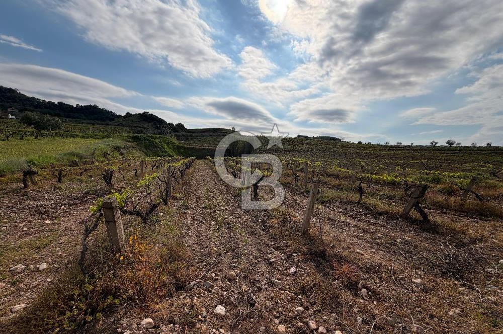 Salihli Mersindere Satılık Üzüm Bağı