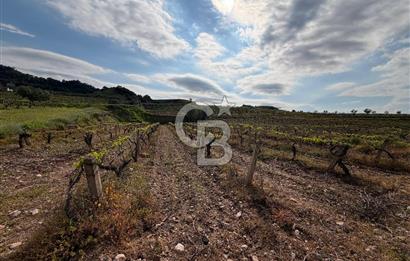 Salihli Mersindere Satılık Üzüm Bağı