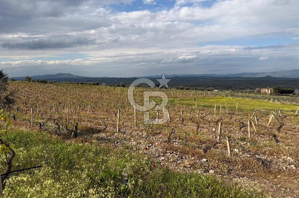 Salihli Mersindere Satılık Üzüm Bağı