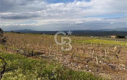 Salihli Mersindere Satılık Üzüm Bağı