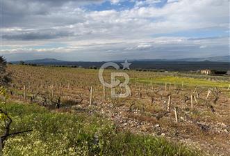 Salihli Mersindere Satılık Üzüm Bağı - 7 - 343088