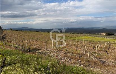 Salihli Mersindere Satılık Üzüm Bağı