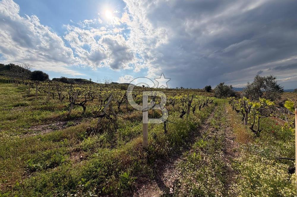 Salihli Mersindere Satılık Üzüm Bağı