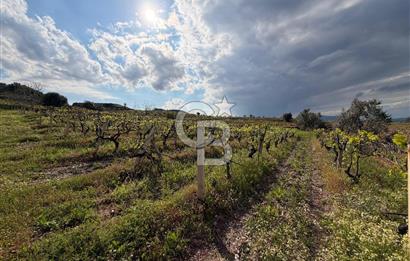 Salihli Mersindere Satılık Üzüm Bağı