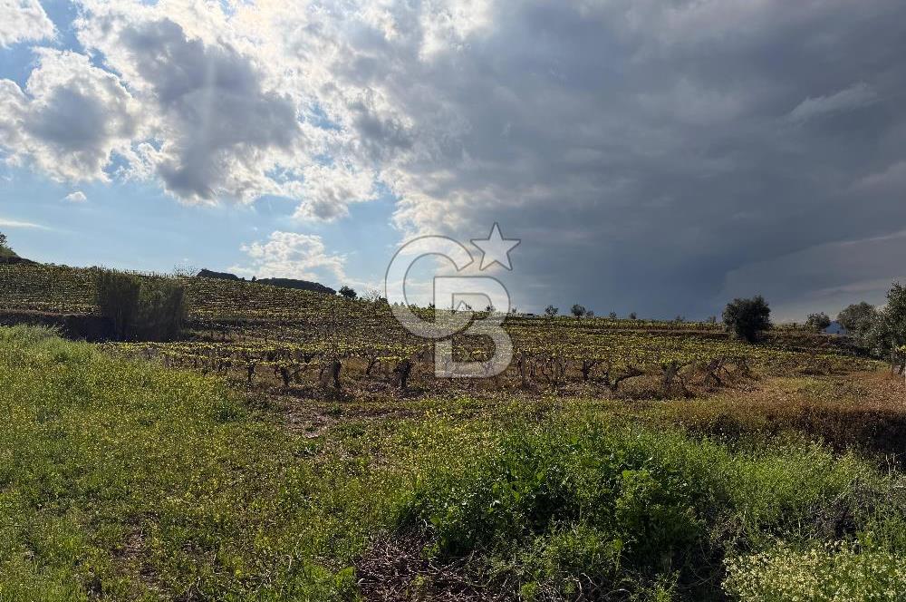 Salihli Mersindere Satılık Üzüm Bağı