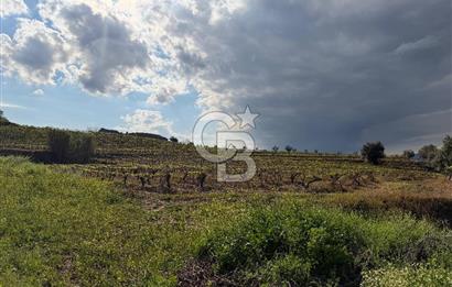 Salihli Mersindere Satılık Üzüm Bağı