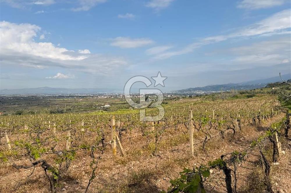 Salihli Mersindere Satılık Üzüm Bağı
