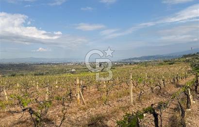 Salihli Mersindere Satılık Üzüm Bağı