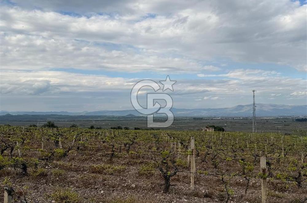Salihli Mersindere Satılık Üzüm Bağı