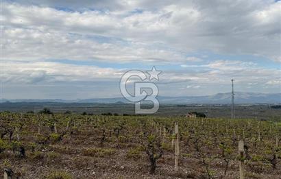 Salihli Mersindere Satılık Üzüm Bağı