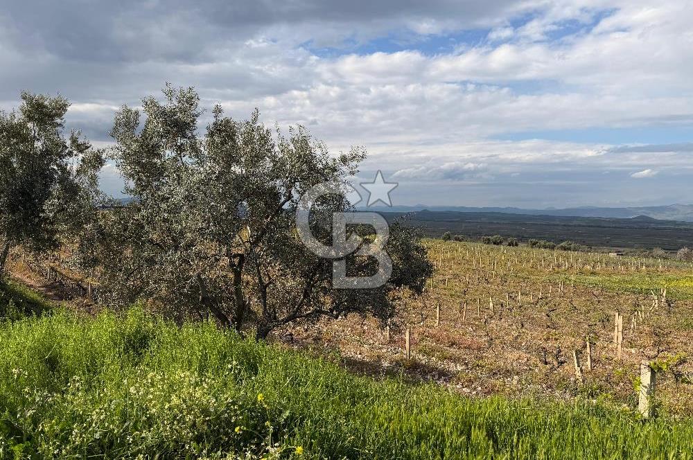 Salihli Mersindere Satılık Üzüm Bağı