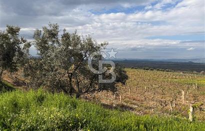 Salihli Mersindere Satılık Üzüm Bağı