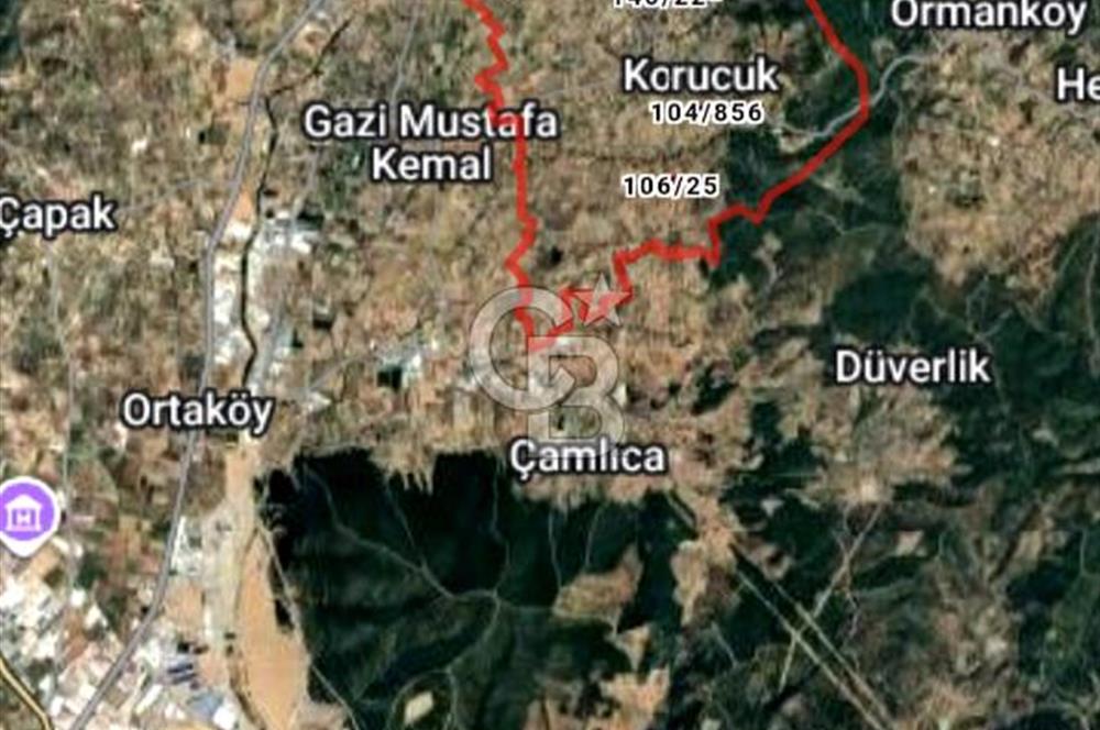 TORBALI DİRMİL de 1.260 m2 SATILIK ZEYTİNLİK 