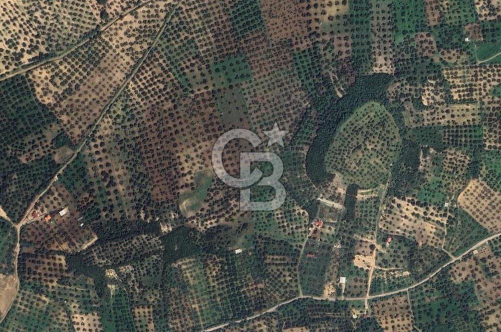 FOÇA YOLUNA 200 M MESAFEDE SATILIK ZEYTİNLİ TARLA