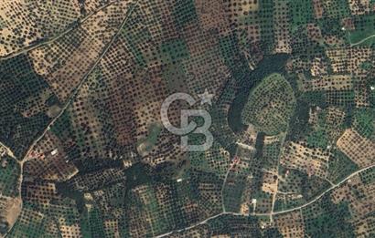 FOÇA YOLUNA 200 M MESAFEDE SATILIK ZEYTİNLİ TARLA