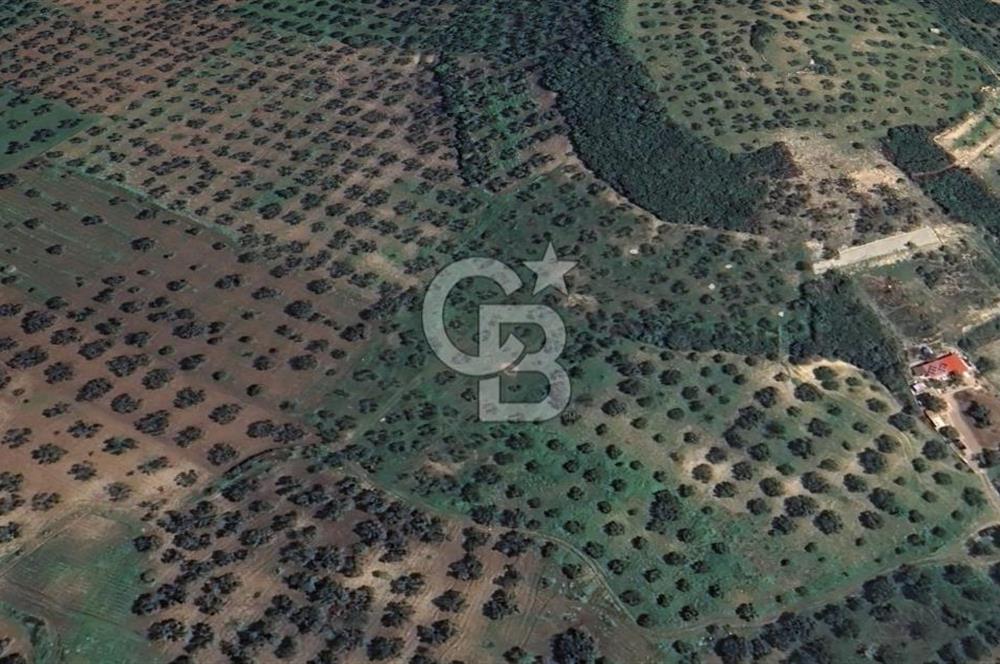 FOÇA YOLUNA 200 M MESAFEDE SATILIK ZEYTİNLİ TARLA