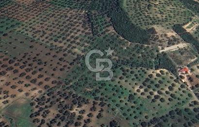 FOÇA YOLUNA 200 M MESAFEDE SATILIK ZEYTİNLİ TARLA