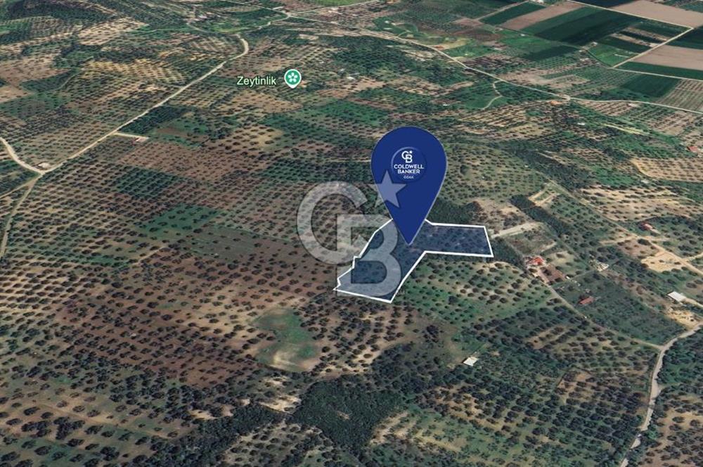 FOÇA YOLUNA 200 M MESAFEDE SATILIK ZEYTİNLİ TARLA