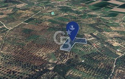 FOÇA YOLUNA 200 M MESAFEDE SATILIK ZEYTİNLİ TARLA