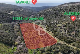 ÇANAKKALE EZİNE ALEMŞAH KÖYÜ’NDE 11 DÖNÜM SATILIK ZEYTİNLİK - 6 - 343207