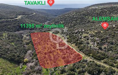 ÇANAKKALE EZİNE ALEMŞAH KÖYÜ’NDE 11 DÖNÜM SATILIK ZEYTİNLİK